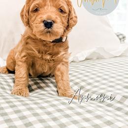Armani - Apricot male Goldendoodle puppy in Jacksonville, Florida from First Coast Goldendoodles
