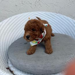 Max - Red  male Goldendoodle puppy in Davie, Florida from Daviegoldendoodles