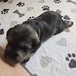 Yellow Ribbon Girl - Salt and pepper female Miniature Schnauzer puppy in Floyd, Virginia from Little River Puppies
