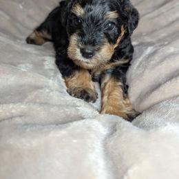 Boy 1 - Black male Schnoodle puppy in Holmesville, Ohio from Pawsome Puppies