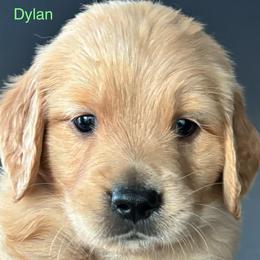 Dylan - Golden male Golden Retriever puppy in Vail, Arizona from Retrievers Gold AZ