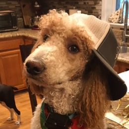English Springer Spaniels, Poodles, and Springerdoodles from SpringerDoodles at the Beach