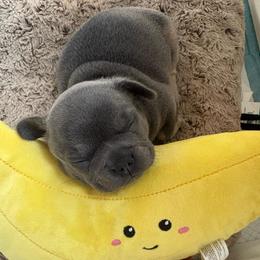 Blue - Blue male French Bulldog puppy in Coatesville, Pennsylvania from The Chipper Frenchie