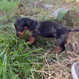 Minnie - Dapple female Dachshund puppy in Ridgeville, Indiana from McCord’s Standard Aussies