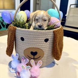 Bernedoodle, Cavalier King Charles Spaniel, and Poodle Puppies from Ellas.Pups (Bernedoodles & Cavapoos)