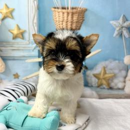 Piper 3800 - Black tan and white female Biewer Terrier puppy in Douglas, Georgia from South Georgia Yorkies and Biewers