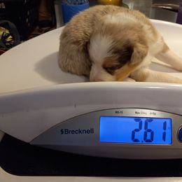 Boy 1 - Australian Shepherd puppy in Belleville, West Virginia from Chasitys Australian Shepherds