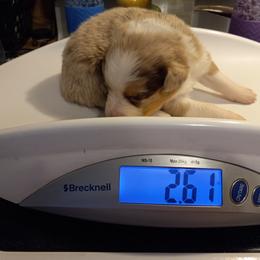 Boy 1 - Australian Shepherd puppy in Belleville, West Virginia from Chasitys Australian Shepherds