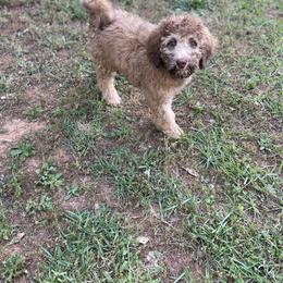 Golden Aussiedoodle and Goldendoodle Puppies from Law Doodles of SC