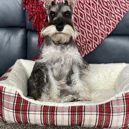 Miniature Australian Shepherd, Miniature Schnauzer, and Toy Australian Shepherd All Grown Up from Roses Halfpint Ranch