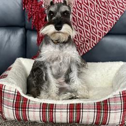 Miniature Australian Shepherd, Miniature Schnauzer, and Toy Australian Shepherd All Grown Up from Roses Halfpint Ranch
