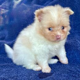 Marc - Cream parti male Pomeranian puppy in New Lenox, Illinois from Illinois Poms