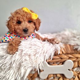 Uno - Apricot female Goldendoodle puppy in Payson, Utah from Missy Doodles