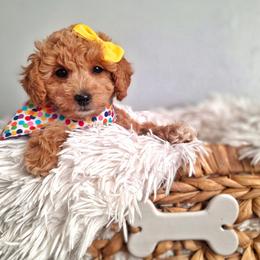 Uno - Apricot female Goldendoodle puppy in Payson, Utah from Missy Doodles
