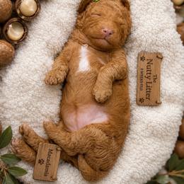 Macadamia - Red  female Goldendoodle puppy in Miami, Florida from Jade’s Paws & Co. Of Miami LLC