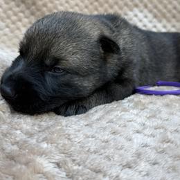 Purple - Sable female German Shepherd puppy in Buffalo, West Virginia from Z Tykev Vino LLC