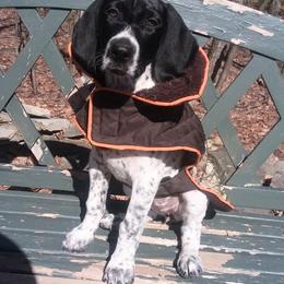 German Shorthaired Pointer Puppies from Keystone Gun Dogs/vom Schlussstein Shorthairs