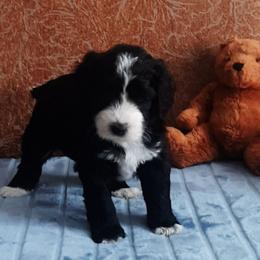 MJ - Black and white male Bernedoodle puppy in Coventry, Rhode Island from Greene Tree Bernadoodle
