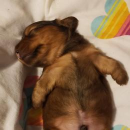 Dachshund Puppies from Mel's LowRider Ranch