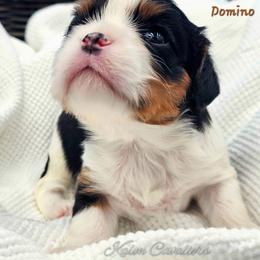 Domino - Tri-color male Cavalier King Charles Spaniel puppy in Tyler, Texas from Kalon Cavaliers