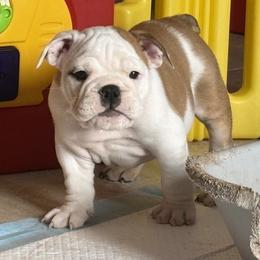 Loki - Red and white male Bulldog puppy in Harrisburg, Pennsylvania from KnockDown Bulldogs