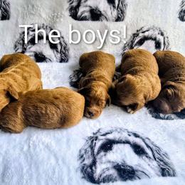 Barley - Red  male Goldendoodle puppy in Red Oak, Iowa from Fisher Pups-Stay Golden with a Doodle