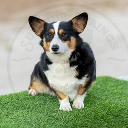 River - Pembroke Welsh Corgi