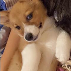 Pembroke Welsh Corgis from 4h Ranch