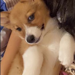 Pembroke Welsh Corgis from 4h Ranch