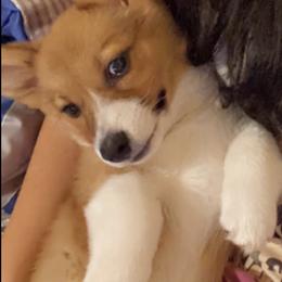Pembroke Welsh Corgis from 4h Ranch