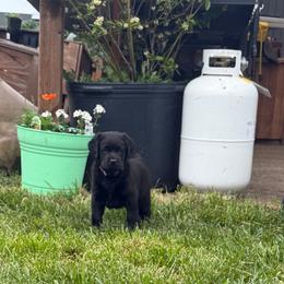 Kit Kat - Black female Labrador Retriever puppy in Eugene, Oregon from LakeHouse Labrador Retriever and West Coast Guardian Cane Corso