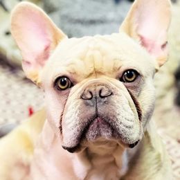 French Bulldogs from Shasta Frenchies