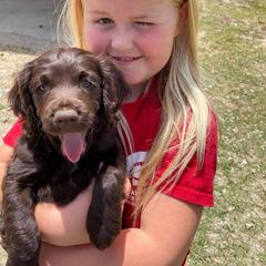 Boykin Spaniel and Cockapoo Puppies from Waddell-Kennels