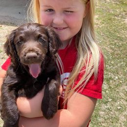 Boykin Spaniel and Cockapoo Puppies from Waddell-Kennels