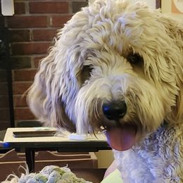 Australian Labradoodles from Doodle Creek NC Labradoodles