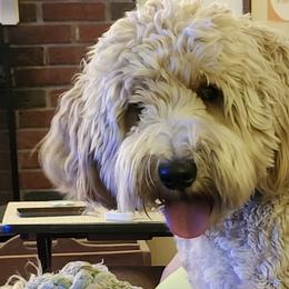 Australian Labradoodles from Doodle Creek NC Labradoodles