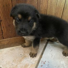 German Shepherd Puppies from Osborn's Country German Shepherds
