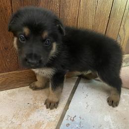 German Shepherd Puppies from Osborn's Country German Shepherds