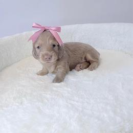 Jessie Spano - Cream female Dachshund puppy in Perris, California from The Dach House