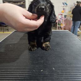 Dachshund Puppies from Howard Hounds