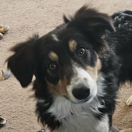 Border Collie All Grown Up from LaTiKi Border Collies