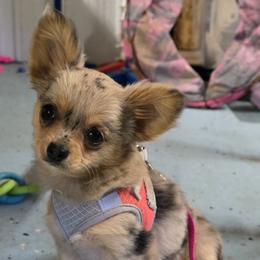 Chihuahua puppies from Rocky Top Hearts