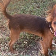 Miniature Pinschers and Russian Toys from Sun Run