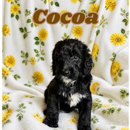 Cocoa - Black and white female Bernedoodle puppy in High Point, North Carolina from Kingsfield Doodles