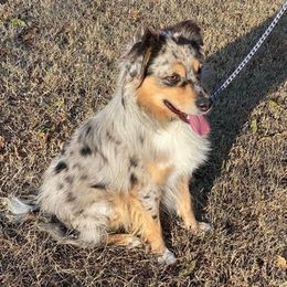 Aussiedoodles and Miniature Australian Shepherds from D&K Farms