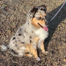 Aussiedoodles and Miniature Australian Shepherds from D&K Farms