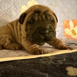 Black collar - Red fawn male Chinese Shar-Pei puppy in Elkin, North Carolina from Martini Shar-Pei