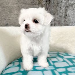 Fiona - White female Maltese puppy in Vinton, Louisiana from Dreams & Love Maltese