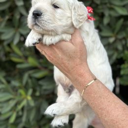 Golden Retriever Puppies from Sanctuary Ranch Goldens