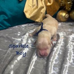 Sparkle - Light golden male Golden Retriever puppy in Rockville, Minnesota from Bracha Poodles & Doodles